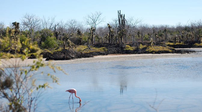 Galapagos 2013